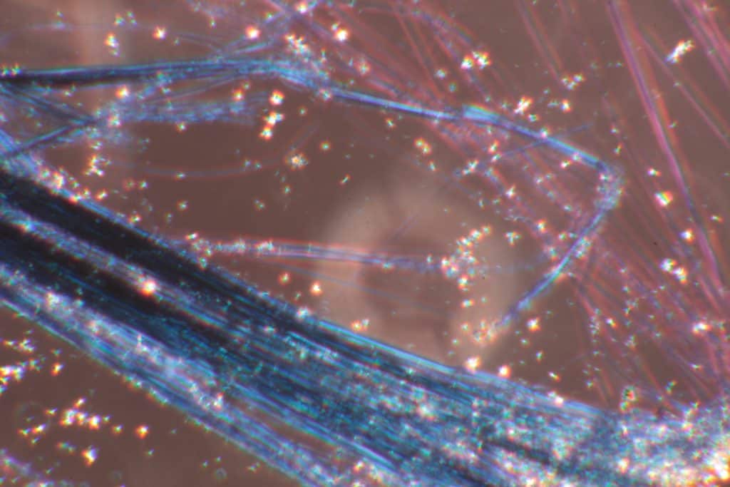 Chrysotile asbestos under plane polarized light showing colours